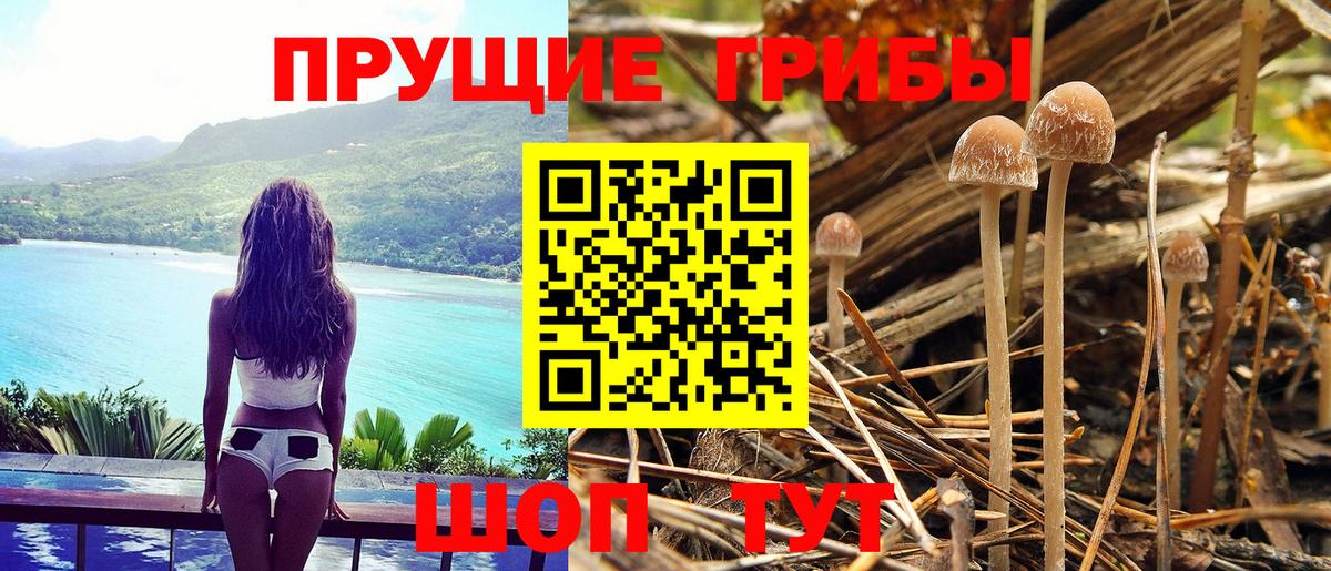 Псилоцибиновые грибы GOLDEN TEACHER Ногинск